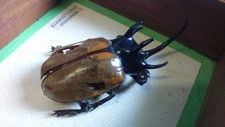 Insect beetle insecte d'occasion  Fayence