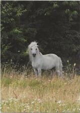 Horse postcard shetland for sale  Shipping to Ireland