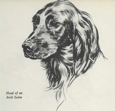 Irish setter head for sale  Tampa