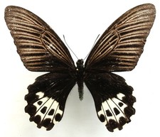 Papilio forbesi female gebraucht kaufen Papilio forbesi female gebraucht kaufen  München