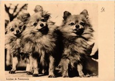 Cpm pointed dog d'occasion  Expédié en Belgium