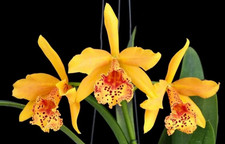 Five different orchid for sale  Melbourne
