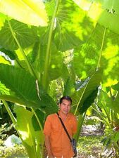 Rare live plant for sale  USA