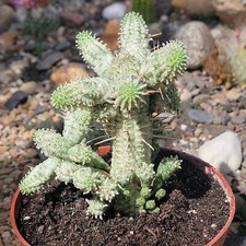 Euphorbia mammillaris indian for sale  Fresno