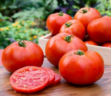 Homestead tomato seeds for sale  FERRYHILL