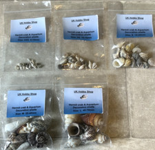 Hermit crab shells for sale  PONTEFRACT