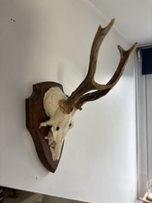 Roe deer skull for sale  RICHMOND