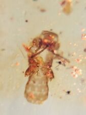 MA28  AMBAR FÓSIL con insecto, 99 millones años, cretácico Burmite. segunda mano  Embacar hacia Mexico