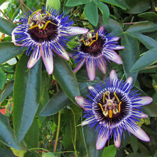 passion plants for sale passion plants for sale LLANDYSUL