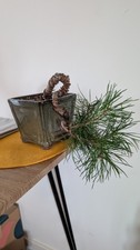 Scots pine cascade for sale  LITTLEHAMPTON