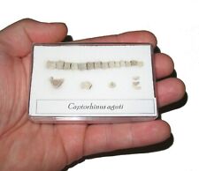 Permian captorhinus reptile for sale  WAKEFIELD
