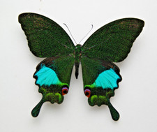 papilio for sale papilio for sale LIVERPOOL