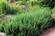 Organic rosemary herb for sale  Pauma Valley