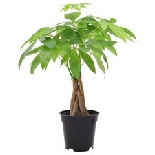 Money tree plant for sale  Miami