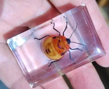 Real beetle bug for sale  SOUTHEND-ON-SEA