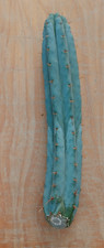Echinopsis spec. testa usato  Spedire a Italy