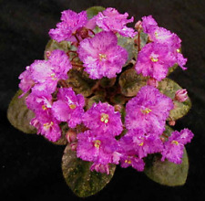 African violet rob for sale  Acworth