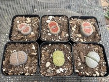 2 container plants for sale  Gilroy