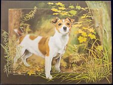 Jack russell terrier for sale  CAMELFORD