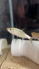 Indo pacific tarpon for sale  Fogelsville