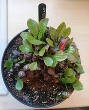 Cephalotus follicularis northc for sale  HINCKLEY