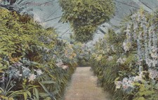 LONDRES Finsbury Park Casa Quente Estufa Plantas Flores PPC Usado 1906 comprar usado  Enviando para Brazil