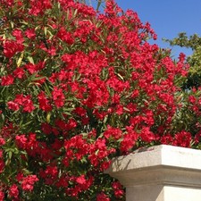 Red nerium oleander for sale  SOUTHAMPTON
