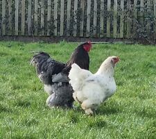 Giant pure brahma for sale  ATTLEBOROUGH