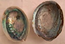 Pair delightful abalone for sale  WREXHAM