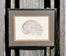 Seashell chambered nautilus for sale  Sarasota