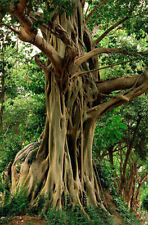 Ficus religiosa fico usato  Torino