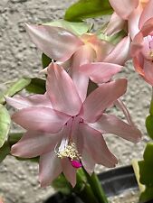 Christmas cactus schlumbergera for sale  Riverview