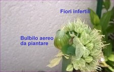 Bulbili cipolla egiziana usato  Arcevia