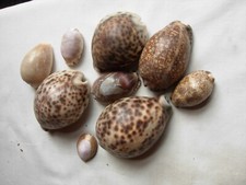 Tiger cowries large for sale  TWICKENHAM