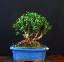 Bonsai chinesischer buchsbaum gebraucht kaufen  Bielefeld