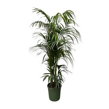 Kentia palme 220cm gebraucht kaufen  Mettingen