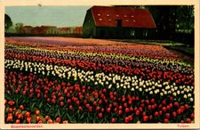 Vagão postal cênico Holanda campos de tulipas Bloembollenvelden com flores coloridas comprar usado  Enviando para Brazil