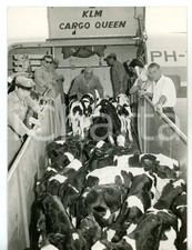 1960 milano malpensa usato  Milano
