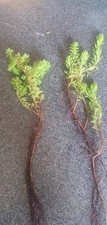 Pond oxygenating plants for sale  RIPLEY