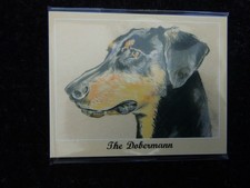dobermann for sale  MELTON MOWBRAY