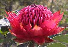 Telopea speciosissima nsw for sale  Shipping to Ireland