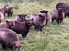 Sheep wool for sale  DARWEN
