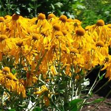 Helenium hoopesii perennial for sale  GRIMSBY