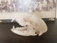 Real raccoon skull for sale  Reno