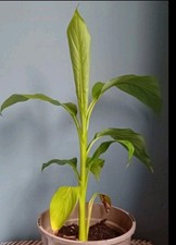 Musa basjoo banana for sale Musa basjoo banana for sale  COVENTRY