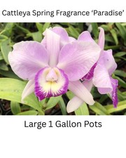 Cattleya spring fragrance for sale  Delaware