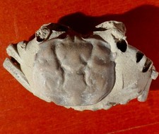 Crabe fossile pleistocène d'occasion  Cuxac-d'Aude