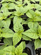 Yellow jamaica scotch for sale  Monongahela