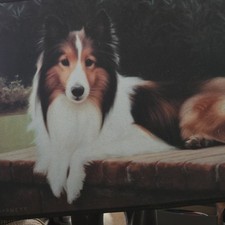 Shetland sheepdog sheltie for sale  Stockton