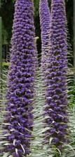 Echium blue steeple for sale  ELY